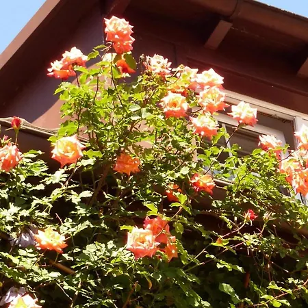 宾馆 Historisches Genusshotel Loewen